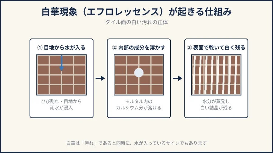 白華現象が起きる仕組みの3ステップ図解