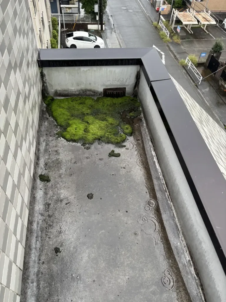 八王子市内の賃貸マンション 屋上防水改修 着工時の立上り際に育った苔